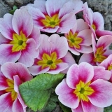 Kada saditi jaglac u otvoreno tlo